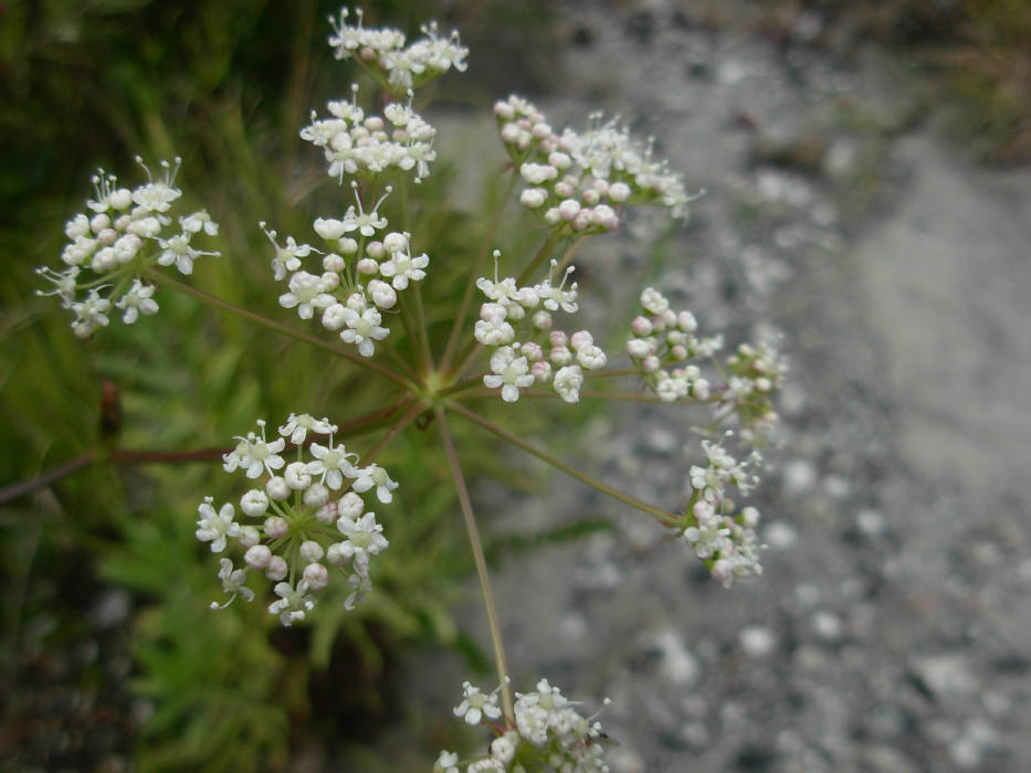 Peucedanum  cervaria (=Cervaria rivini ) / Imperatoria cervaria